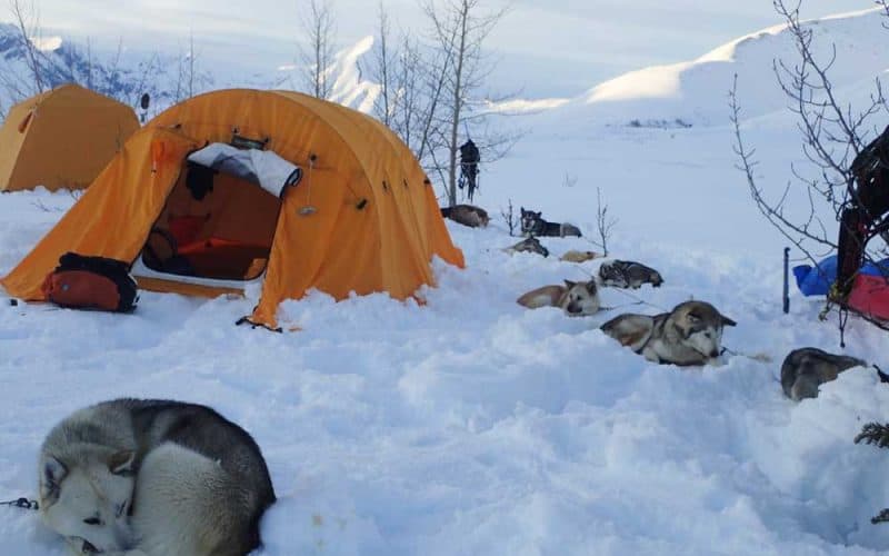 Dogs camping in winter