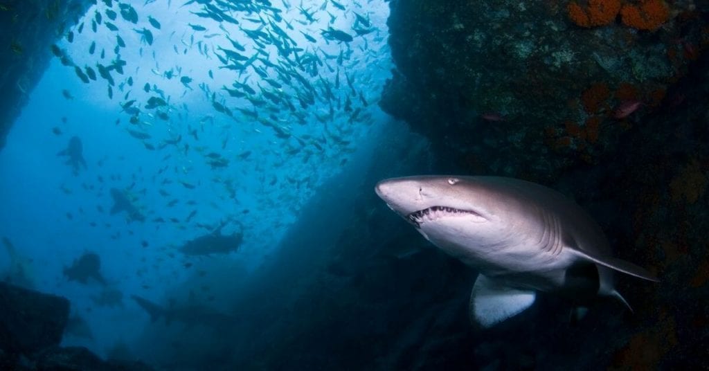 Batemans Bay grey nurse sharks